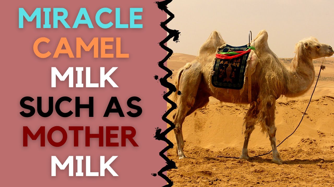 Surprising and Unknown Camel Milk Benefits That You Should Know
